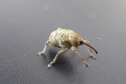Curculio venosus - photo 3
