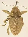 Curculio victoriensis - photo 2