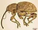 Curculio victoriensis - photo 3