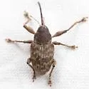 Curculio victoriensis - photo 4
