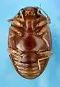 Curelius japonicus - Curelius japonicus