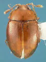 Curelius japonicus - photo 2