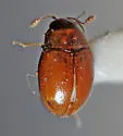 Curelius japonicus - photo 3