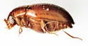 Curelius japonicus - photo 4