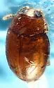 Curelius japonicus - photo 5