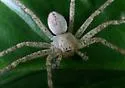 Curicaberis abnormis