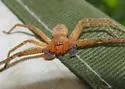 Curicaberis ferrugineus - photo 2