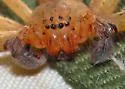 Curicaberis ferrugineus - photo 3