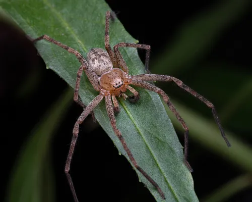 Curicaberis peninsulanus - photo 3