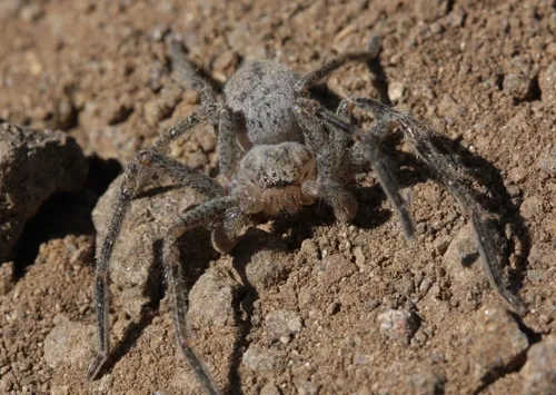 Curicaberis peninsulanus - photo 4