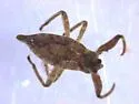 Curicta pronotata - photo 3