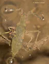 Curicta pronotata - photo 4