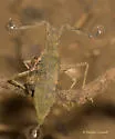 Curicta pronotata - photo 5
