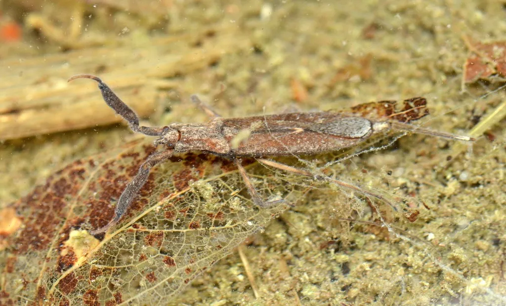 Curicta scorpio - Curicta scorpio