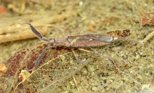 Curicta scorpio - photo 2
