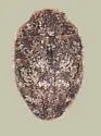 Curimopsis albonotata