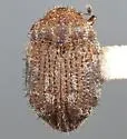 Curimopsis cooperi