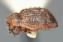 Curimopsis cooperi - photo 2
