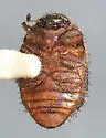 Curimopsis cooperi - photo 3