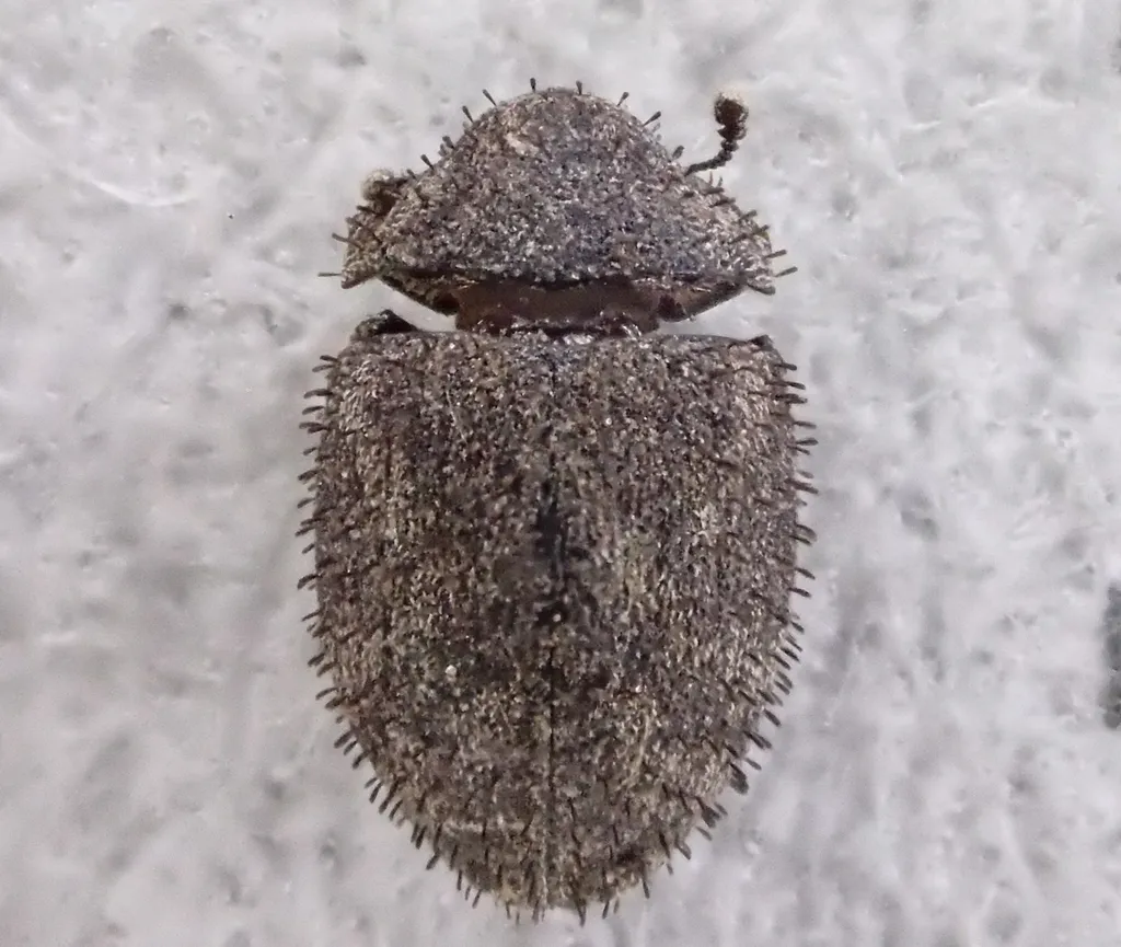 Prickly Pill Beetle - Curimopsis echinata