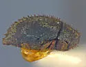 Curimopsis setulosa - photo 2