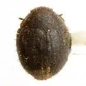 Curimopsis strigosa