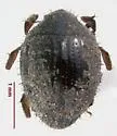 Curimopsis strigosa - photo 2