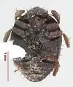 Curimopsis strigosa - photo 3