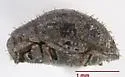 Curimopsis strigosa - photo 4
