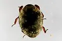 Curimopsis strigosa - photo 5