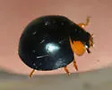 Metallic Blue Lady Beetle