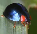 Metallic Blue Lady Beetle - photo 3