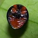 Metallic Blue Lady Beetle - photo 4