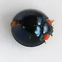 Metallic Blue Lady Beetle - photo 5