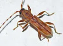 Curius dentatus - photo 2