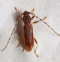 Curius dentatus - photo 3