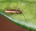 Curius dentatus - photo 4