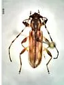 Curius dentatus - photo 5