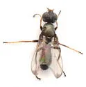 Curranops apicalis - Curranops apicalis