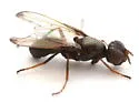 Curranops apicalis - photo 2