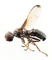 Curranops apicalis - photo 4
