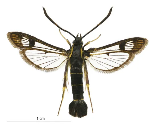 Currant Clearwing - photo 4