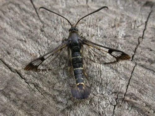 Currant Clearwing - Synanthedon tipuliformis