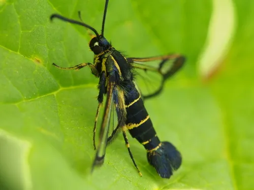 Currant Clearwing - photo 3