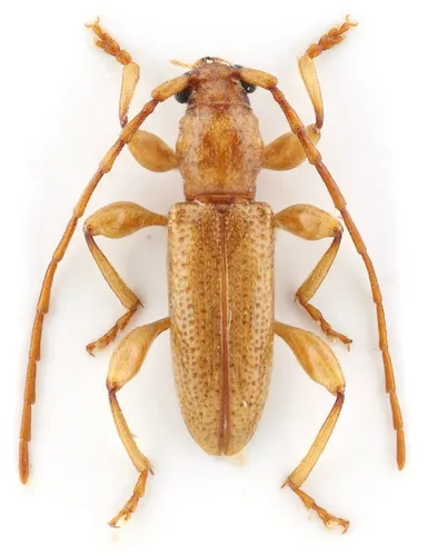 Curtomerus Longhorned Beetle - Curtomerus flavus