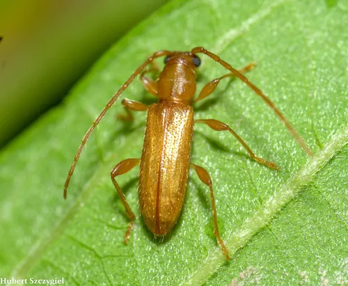 Curtomerus Longhorned Beetle - photo 3