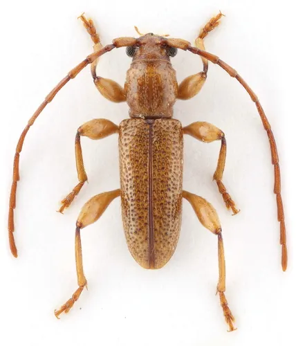 Curtomerus Longhorned Beetle - photo 4