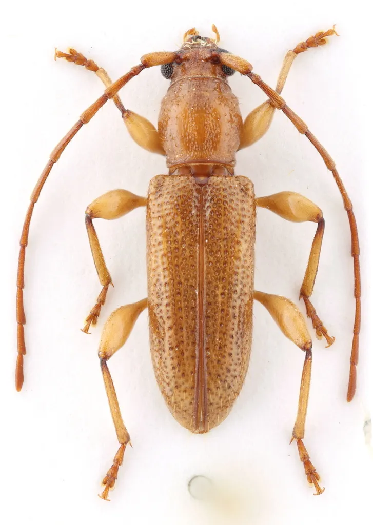 Curtomerus Longhorned Beetle - photo 5