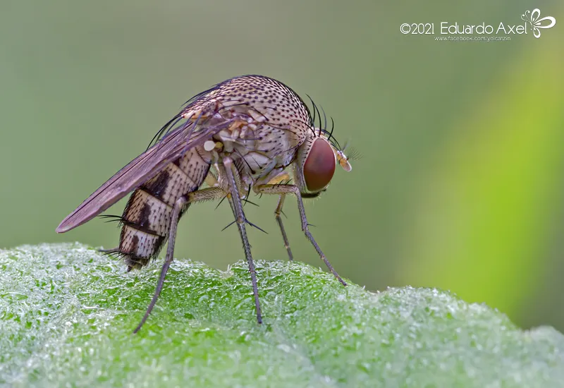 Quasimodo flies - photo 3
