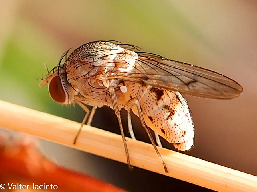 Curtonotum anus - photo 2